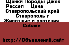 Щенки Породы Джек Рассел  › Цена ­ 4 000 - Ставропольский край, Ставрополь г. Животные и растения » Собаки   